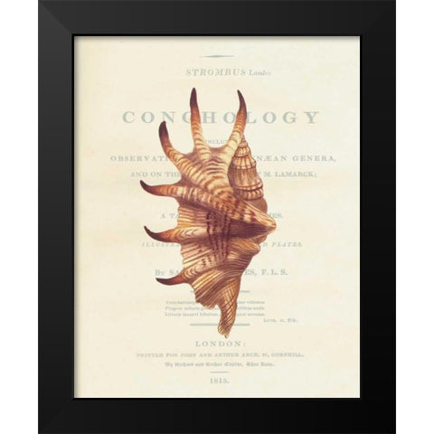 Shell, Strombus Lambis Black Modern Wood Framed Art Print by Brookes, Samuel