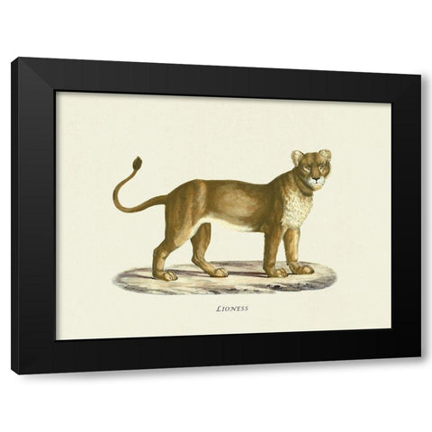 Lioness Black Modern Wood Framed Art Print with Double Matting by Schinz, Heinrich Rudolf