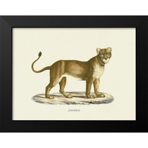 Lioness Black Modern Wood Framed Art Print by Schinz, Heinrich Rudolf