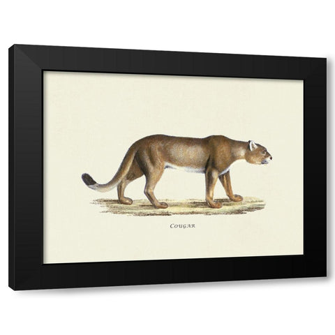 Cougar Black Modern Wood Framed Art Print with Double Matting by Schinz, Heinrich Rudolf