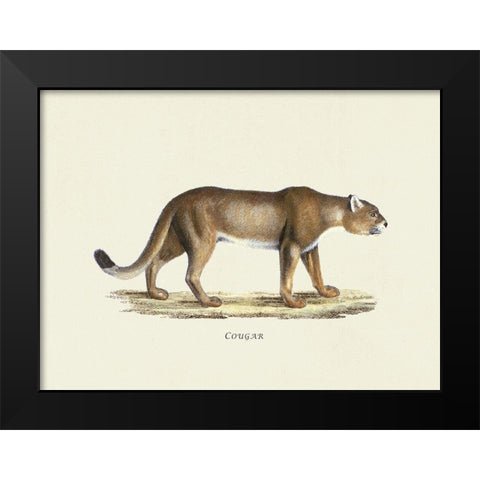 Cougar Black Modern Wood Framed Art Print by Schinz, Heinrich Rudolf