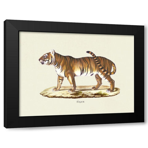 Tiger Black Modern Wood Framed Art Print with Double Matting by Schinz, Heinrich Rudolf