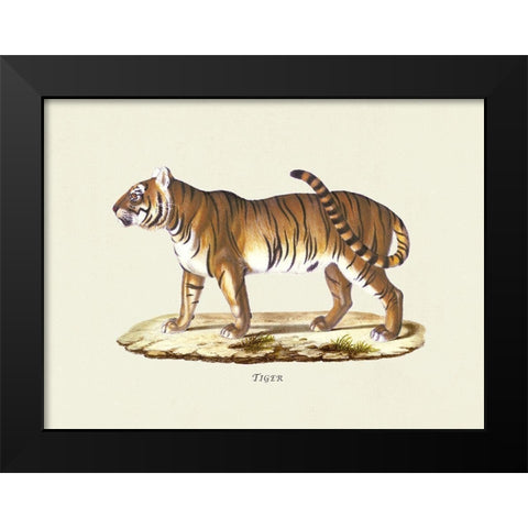 Tiger Black Modern Wood Framed Art Print by Schinz, Heinrich Rudolf