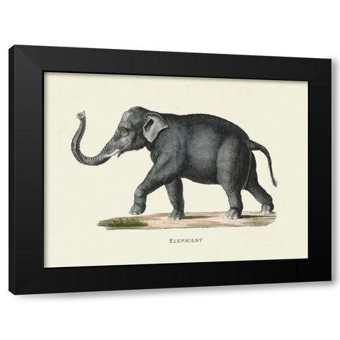Elephant Black Modern Wood Framed Art Print with Double Matting by Schinz, Heinrich Rudolf