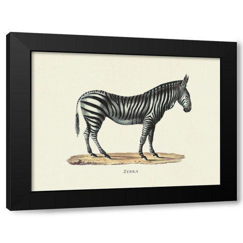 Zebra Black Modern Wood Framed Art Print with Double Matting by Schinz, Heinrich Rudolf