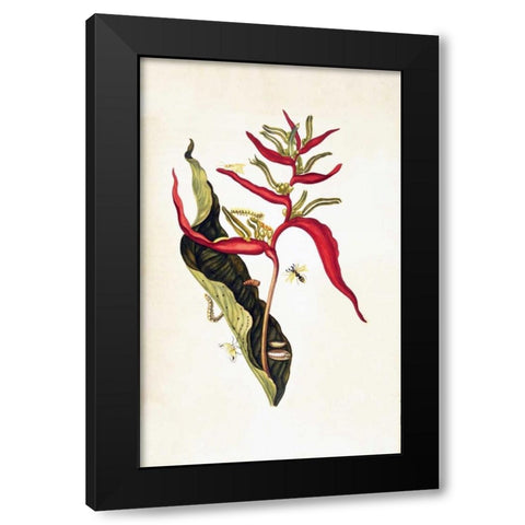 Tropical flower, plate 14 Black Modern Wood Framed Art Print with Double Matting by Merian, Sybilla