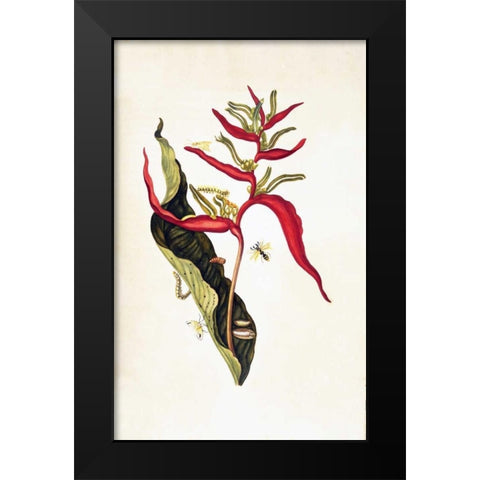 Tropical flower, plate 14 Black Modern Wood Framed Art Print by Merian, Sybilla