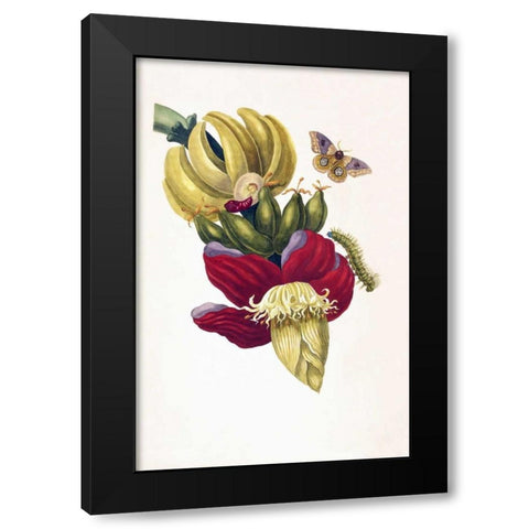 Banana, Butterfly, plate13 Black Modern Wood Framed Art Print with Double Matting by Merian, Sybilla