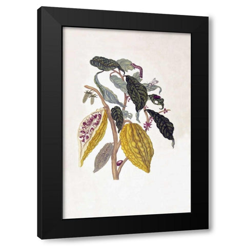 Tropical fruit,Caterpillar,  plate 26 Black Modern Wood Framed Art Print by Merian, Sybilla