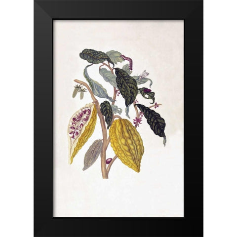Tropical fruit,Caterpillar,  plate 26 Black Modern Wood Framed Art Print by Merian, Sybilla