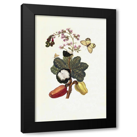 Tropical fruit, Butterfly, plate16 Black Modern Wood Framed Art Print with Double Matting by Merian, Sybilla