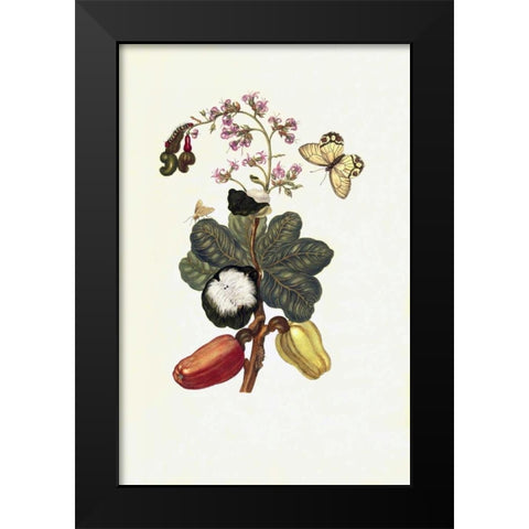 Tropical fruit, Butterfly, plate16 Black Modern Wood Framed Art Print by Merian, Sybilla