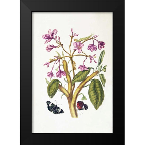 Tropical flower, Butterflies, plate 8 Black Modern Wood Framed Art Print by Merian, Sybilla
