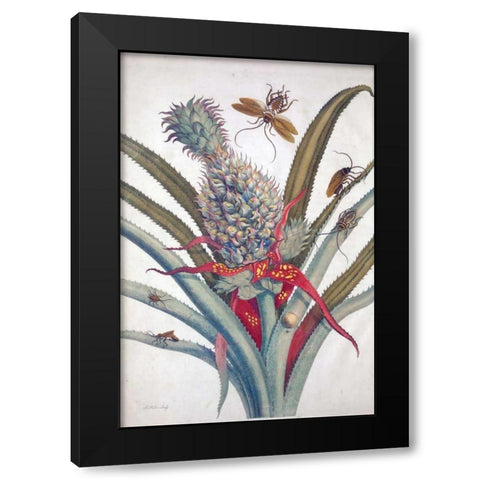 Pineapple, Insects, plate 1 Black Modern Wood Framed Art Print with Double Matting by Merian, Sybilla