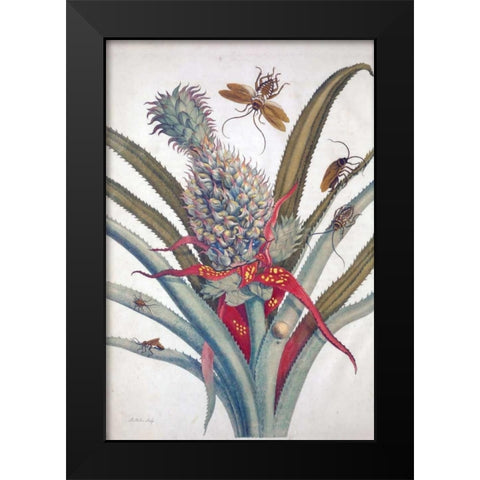 Pineapple, Insects, plate 1 Black Modern Wood Framed Art Print by Merian, Sybilla