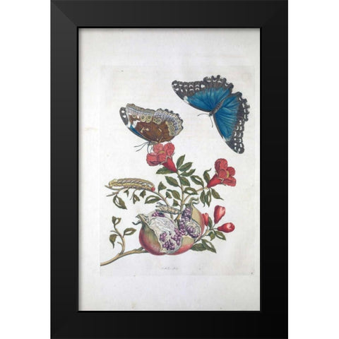 Tropical fruit,Butterflies,  plate 96 Black Modern Wood Framed Art Print by Merian, Sybilla