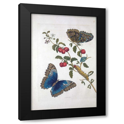 Tropical fruit,Butterflies, plate 2 Black Modern Wood Framed Art Print by Merian, Sybilla