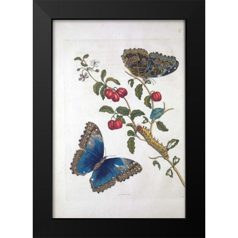Tropical fruit,Butterflies, plate 2 Black Modern Wood Framed Art Print by Merian, Sybilla