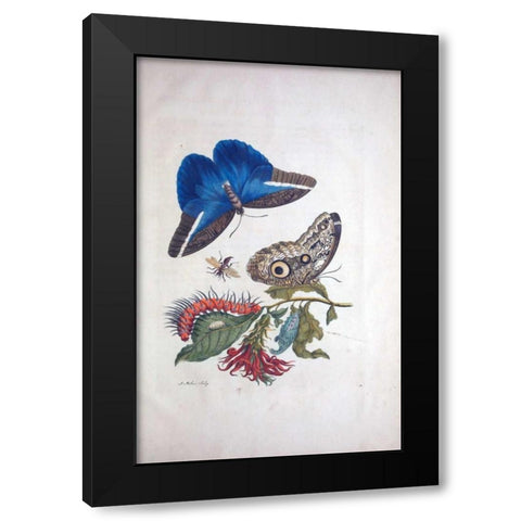 Tropical fruit, Butterflies, plate 3 Black Modern Wood Framed Art Print with Double Matting by Merian, Sybilla