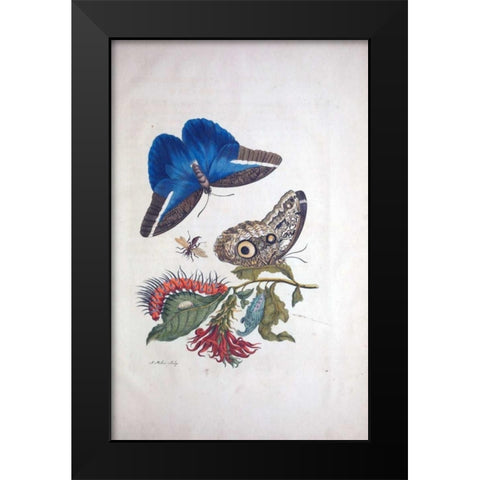 Tropical fruit, Butterflies, plate 3 Black Modern Wood Framed Art Print by Merian, Sybilla