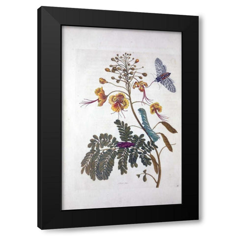Tropical flower,Butterfly,  plate 45 Black Modern Wood Framed Art Print by Merian, Sybilla