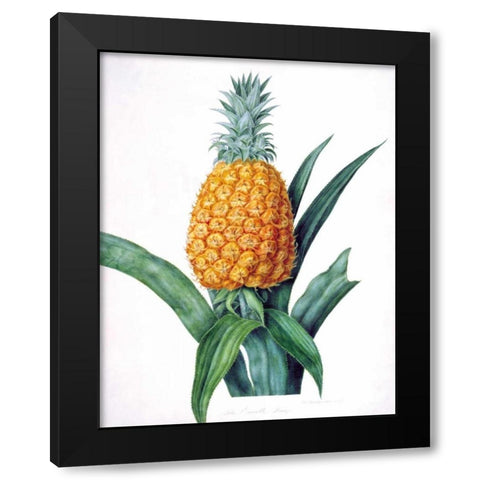 The Enville Pineappe Black Modern Wood Framed Art Print by Hooker, William
