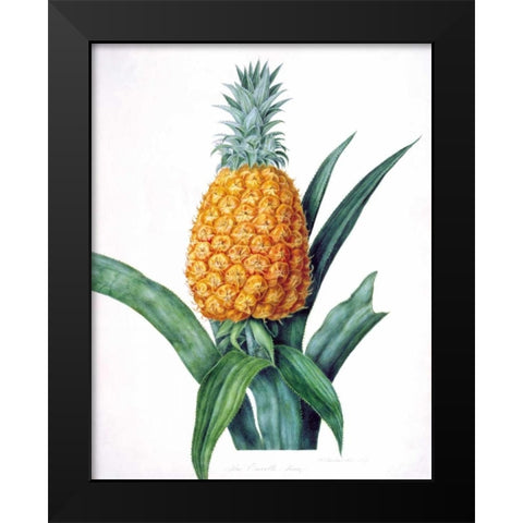 The Enville Pineappe Black Modern Wood Framed Art Print by Hooker, William