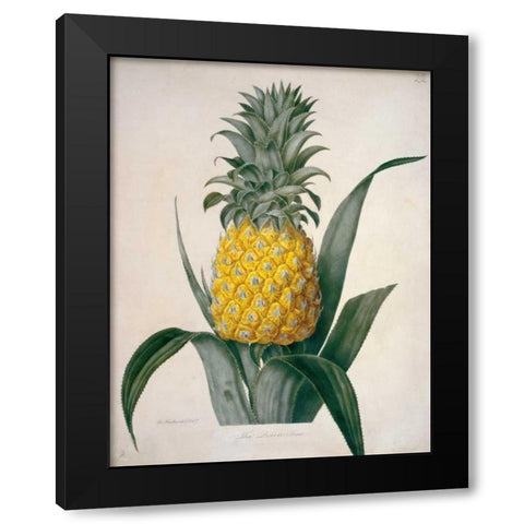 The Queen Pineapple Black Modern Wood Framed Art Print by Hooker, William