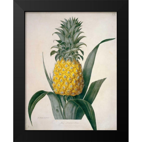 The Queen Pineapple Black Modern Wood Framed Art Print by Hooker, William