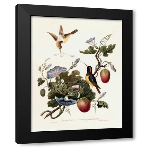 Taylor Birds Black Modern Wood Framed Art Print by Hooker, William