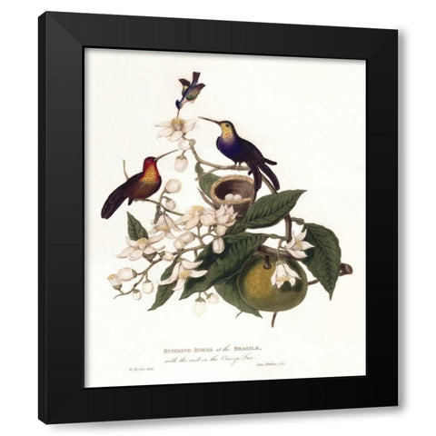 Humming Birds Black Modern Wood Framed Art Print by Hooker, William