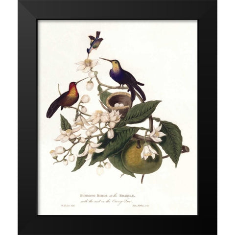 Humming Birds Black Modern Wood Framed Art Print by Hooker, William