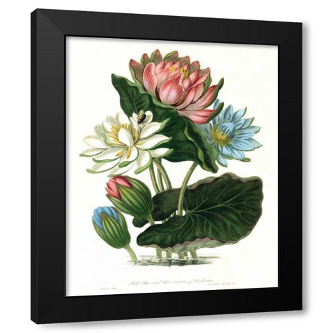 Lotus Black Modern Wood Framed Art Print by Hooker, William
