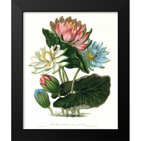 Lotus Black Modern Wood Framed Art Print by Hooker, William