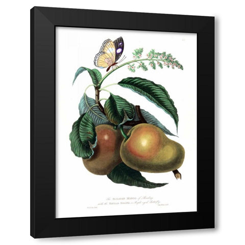 Mango with Butterfly Black Modern Wood Framed Art Print with Double Matting by Hooker, William