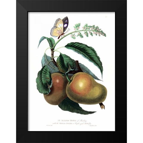 Mango with Butterfly Black Modern Wood Framed Art Print by Hooker, William
