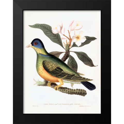 Green Pigeon Black Modern Wood Framed Art Print by Hooker, William