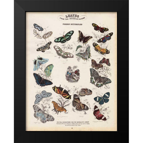 Foreign Butterflies Black Modern Wood Framed Art Print by Lizars, WH