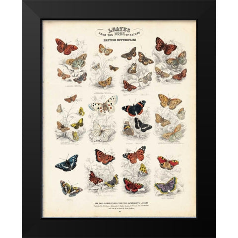 British Butterflies Black Modern Wood Framed Art Print by Lizars, WH