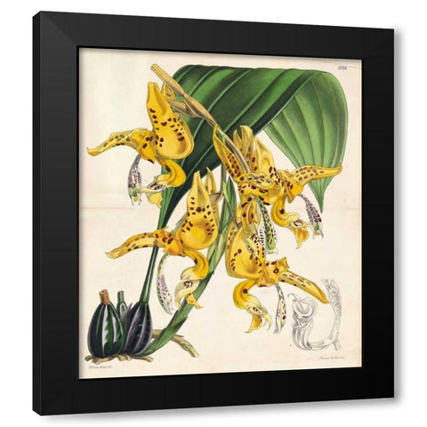 Orchid Black Modern Wood Framed Art Print with Double Matting by Fitch, Walter, Joseph
