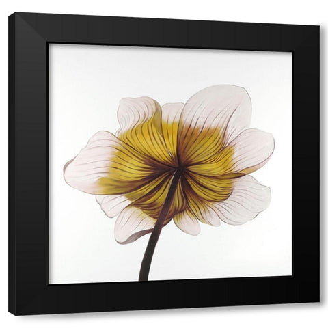 Beautiful anemone yellow flower Black Modern Wood Framed Art Print with Double Matting by Atelier B Art Studio