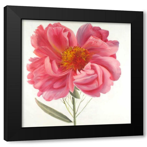 Pink Peony Flower Black Modern Wood Framed Art Print with Double Matting by Atelier B Art Studio