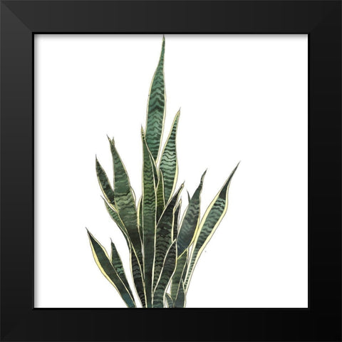 SNAKE PLANT Black Modern Wood Framed Art Print by Atelier B Art Studio