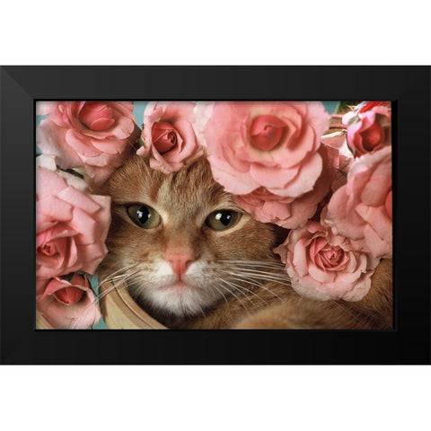 Here I am Black Modern Wood Framed Art Print by Hoenderkamp, Patrick