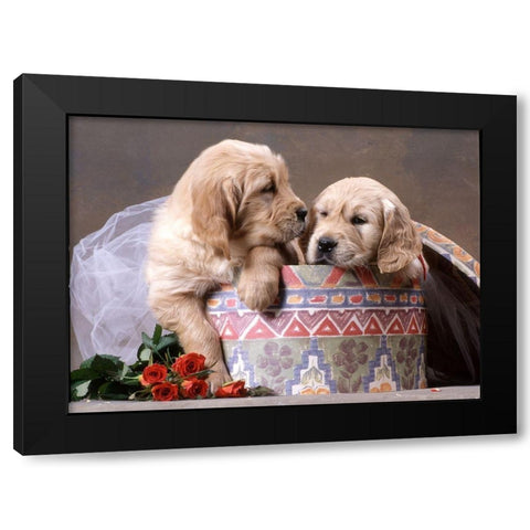 puppies in box Black Modern Wood Framed Art Print with Double Matting by Hoenderkamp, Patrick