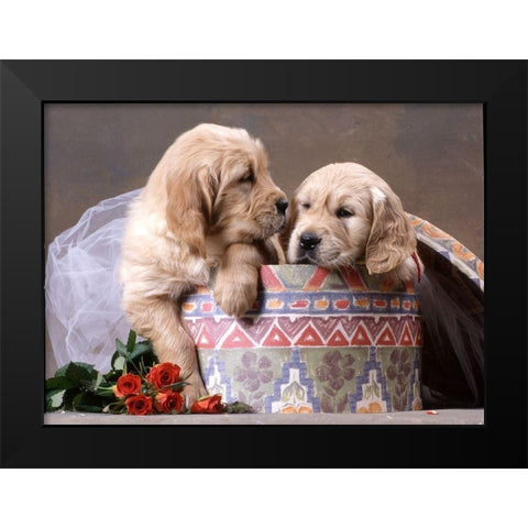 puppies in box Black Modern Wood Framed Art Print by Hoenderkamp, Patrick