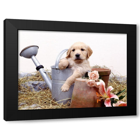 puppies in watering can Black Modern Wood Framed Art Print with Double Matting by Hoenderkamp, Patrick