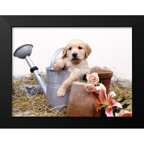 puppies in watering can Black Modern Wood Framed Art Print by Hoenderkamp, Patrick