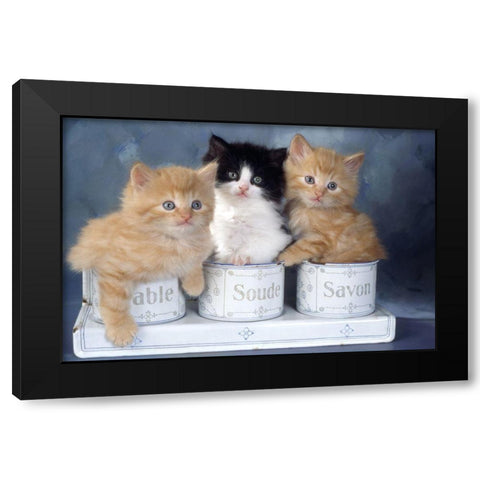 three kitten in soapbox Black Modern Wood Framed Art Print by Hoenderkamp, Patrick