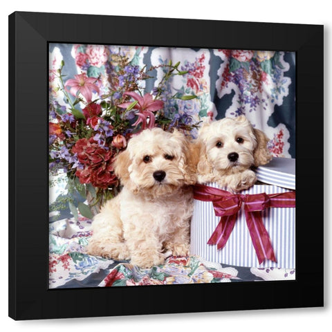 Puppies in giftbox Black Modern Wood Framed Art Print by Hoenderkamp, Patrick